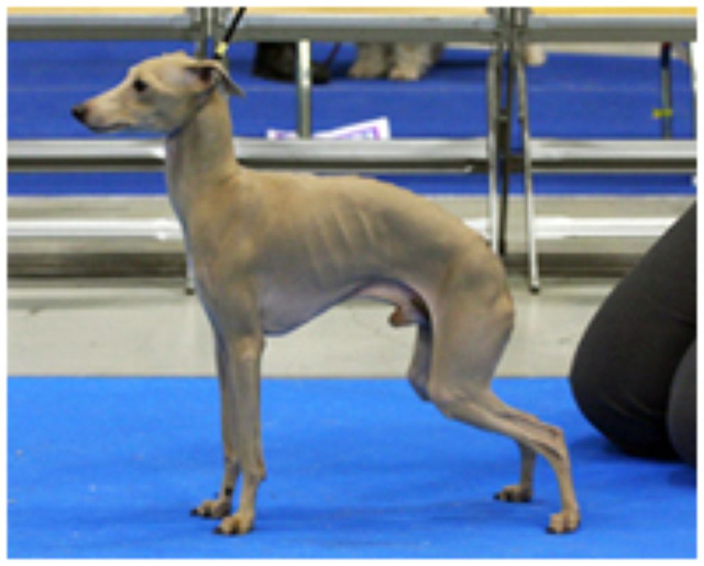 Italian Greyhound The Breed Archive