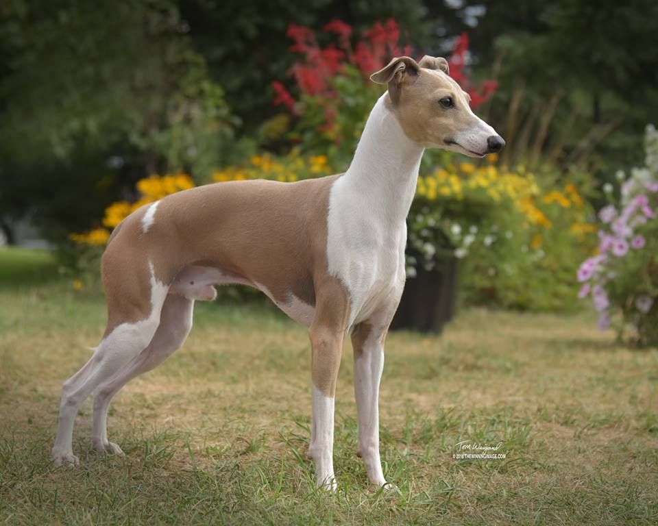 Maplewood sales italian greyhounds