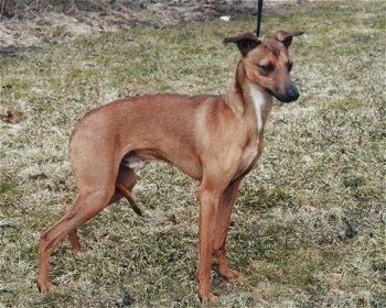 dark red greyhound