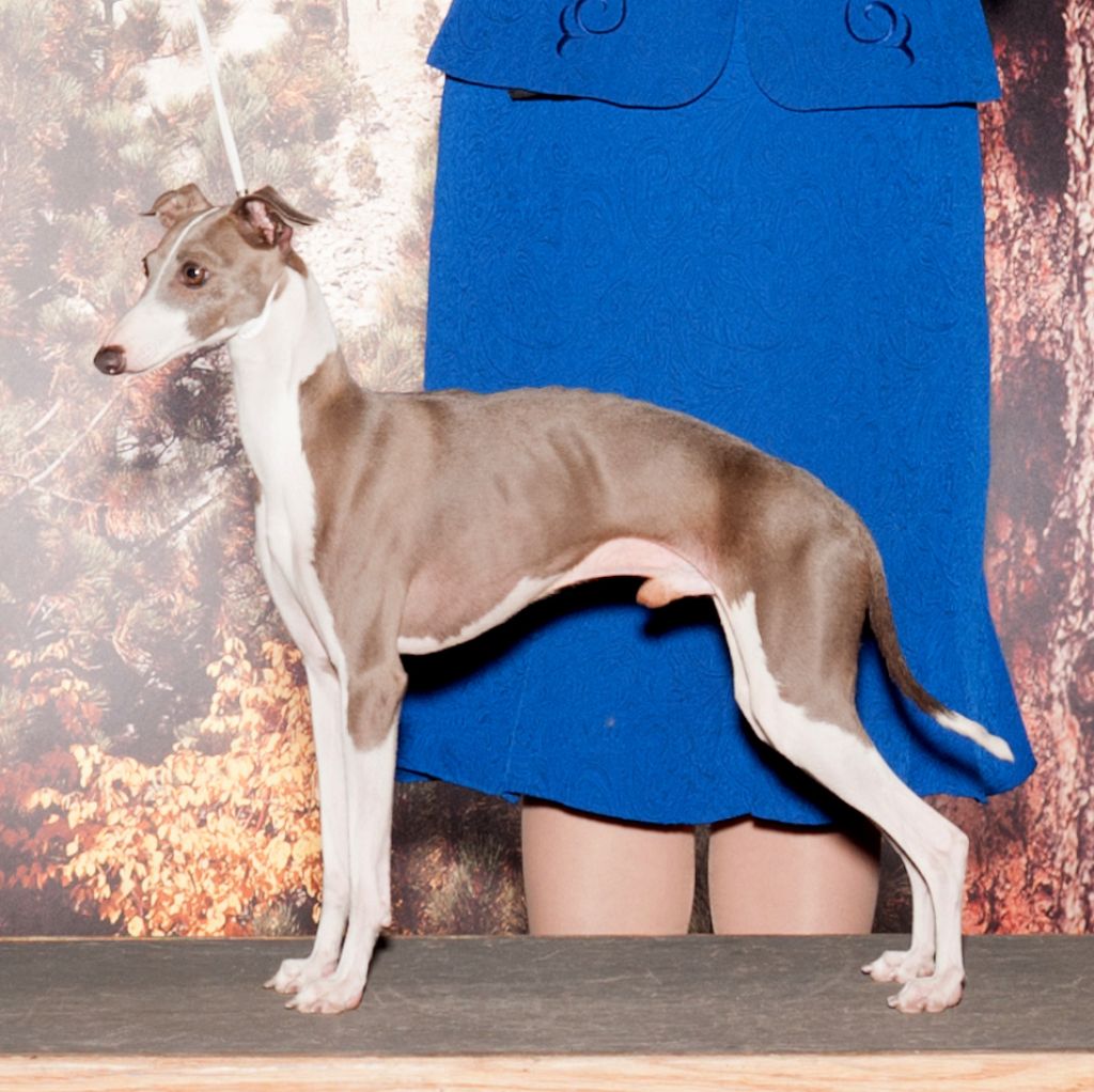 Italian Greyhound The Breed Archive