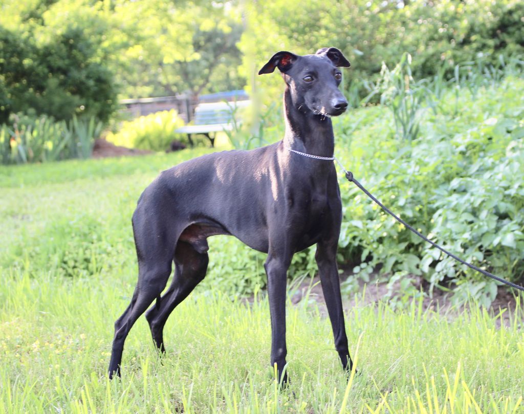 Italian Greyhound The Breed Archive