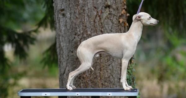 Italian Greyhound The Breed Archive