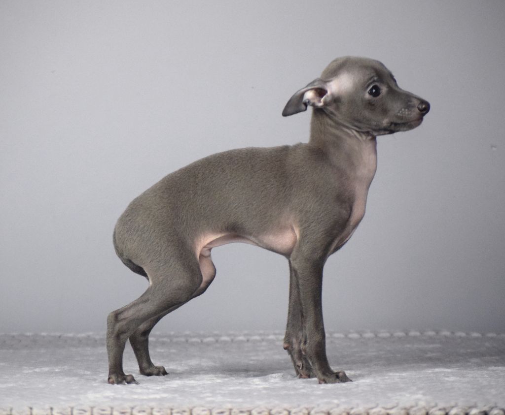 Italian Greyhound - The Breed Archive