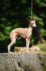 Profile picture of the animal