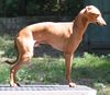 Profile picture of the animal