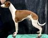 Profile picture of the animal