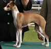 Profile picture of the animal