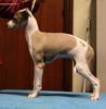 Profile picture of the animal