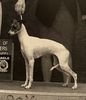 Profile picture of the animal