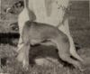 Profile picture of the animal