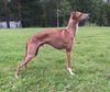 Profile picture of the animal