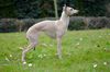 Profile picture of the animal