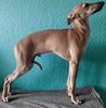 Profile picture of the animal