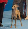 Profile picture of the animal