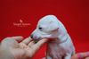 Profile picture of the animal