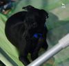 Profile picture of the animal