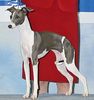 Profile picture of the animal