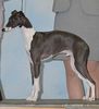 Profile picture of the animal