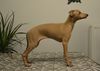 Profile picture of the animal