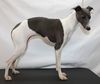 Profile picture of the animal