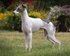 Profile picture of the animal