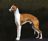 Profile picture of the animal