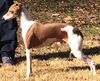 Profile picture of the animal