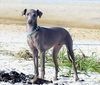 Profile picture of the animal
