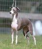 Profile picture of the animal