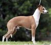Profile picture of the animal