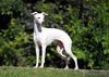 Profile picture of the animal