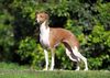 Profile picture of the animal