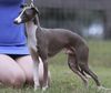Profile picture of the animal