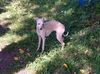 Profile picture of the animal