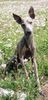 Profile picture of the animal