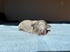 Profile picture of the animal