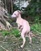 Profile picture of the animal