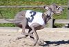 Profile picture of the animal