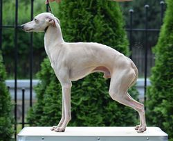 Italian Greyhound The Breed Archive