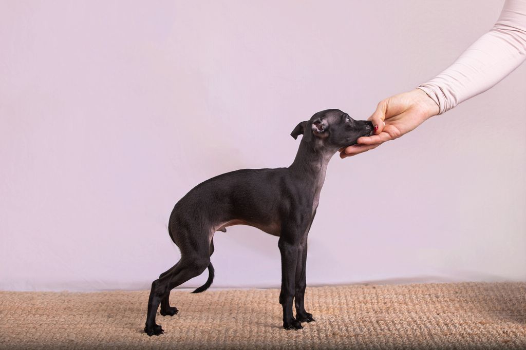 Gradi Dog Italian Greyhound - The Breed Archive