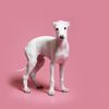Profile picture of the animal