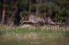 Profile picture of the animal