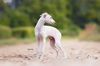 Profile picture of the animal