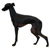 Profile picture of the animal