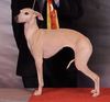 Profile picture of the animal