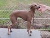Profile picture of the animal
