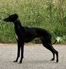 Profile picture of the animal
