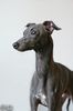 Profile picture of the animal