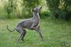 Profile picture of the animal