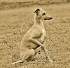 Profile picture of the animal